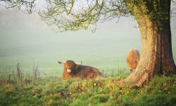 2016 Camwrap Collection